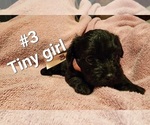 Small Photo #5 Schnoodle (Miniature) Puppy For Sale in MILTON, FL, USA