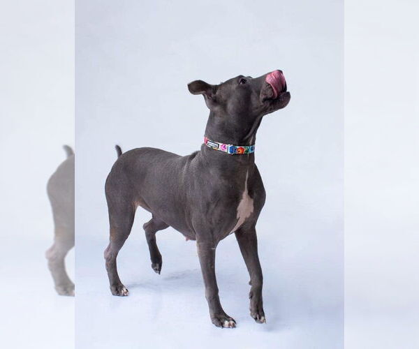 Medium Photo #3 American Pit Bull Terrier Puppy For Sale in Oak Bluffs, MA, USA
