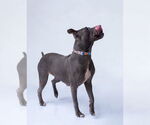 Small #2 American Pit Bull Terrier