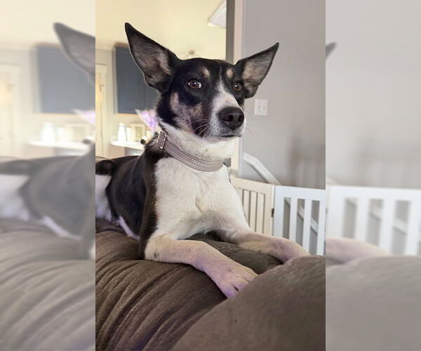 Medium Photo #9 Mutt Puppy For Sale in Sandy, UT, USA