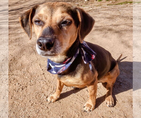 Medium Photo #4 Beagle Puppy For Sale in Apple Valley, CA, USA