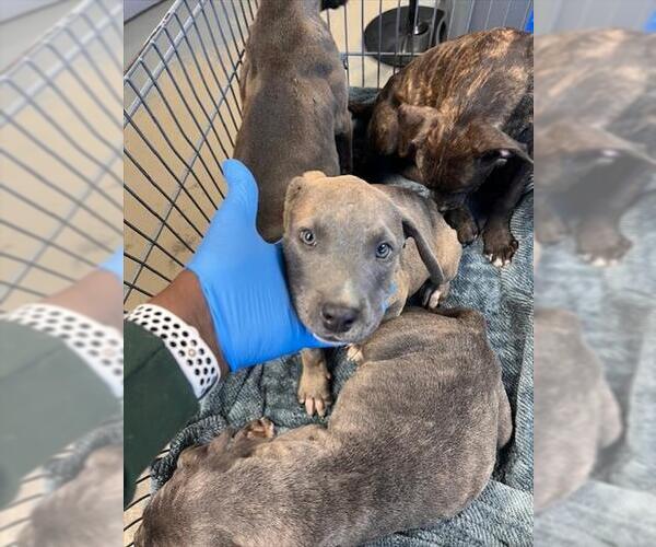 Medium Photo #1 American Pit Bull Terrier-Unknown Mix Puppy For Sale in Tallahassee, FL, USA