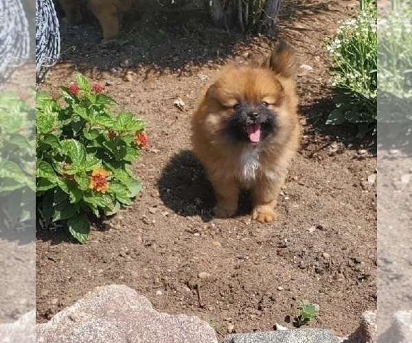 Medium Photo #5 Pomeranian Puppy For Sale in ELMHURST, IL, USA