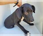 Small Labrador Retriever