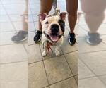 Small American Staffordshire Terrier Mix