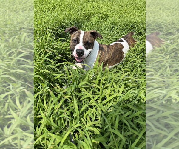 Medium Photo #6 Mutt Puppy For Sale in Chestertown, MD, USA