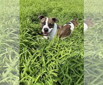 Small #5 Mutt