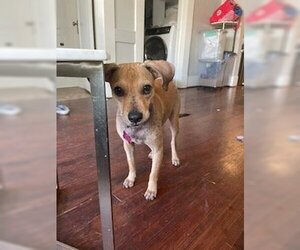 Mutt Dogs for adoption in Fort Worth, TX, USA