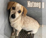 Small #4 Dachshund Mix