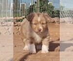 Small #4 Miniature Australian Shepherd