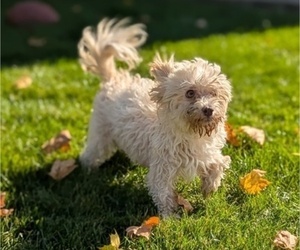 Mother of the Havanese puppies born on 09/13/2025