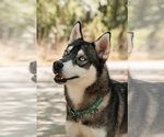 Small #3 Siberian Husky