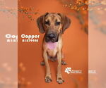 Small Bloodhound Mix