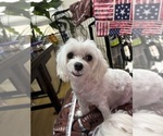 Small Photo #1 Maltese Puppy For Sale in HARVEST, AL, USA