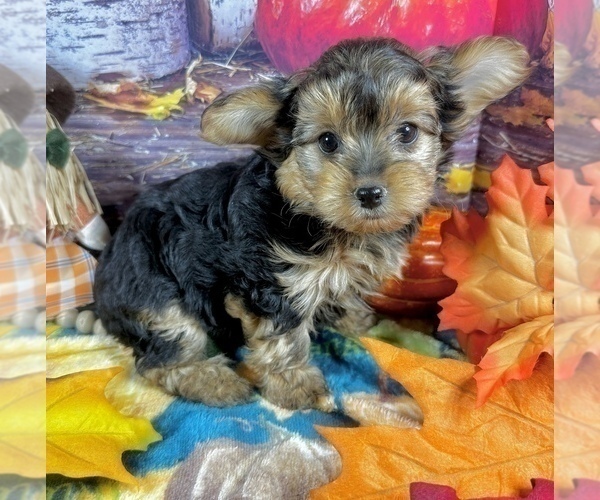 Medium Photo #5 Morkie Puppy For Sale in CASSVILLE, MO, USA