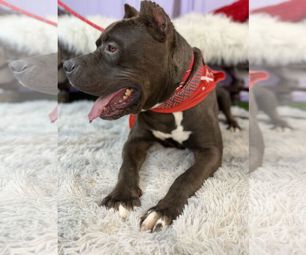 Medium Photo #4 Staffordshire Bull Terrier Puppy For Sale in Goodyear, AZ, USA