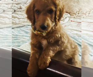 Irish Doodle Puppy for sale in FAYETTEVILLE, NC, USA