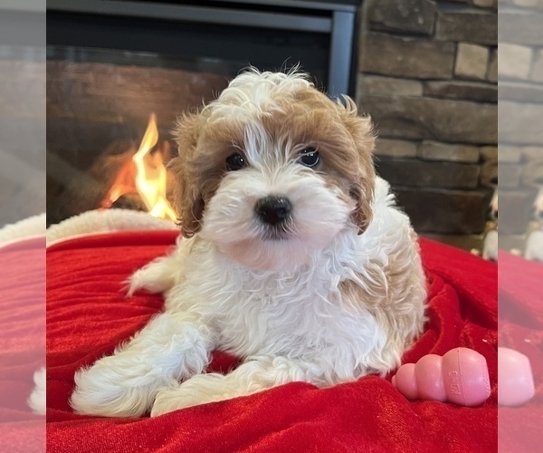 Medium Photo #1 Cavapoo Puppy For Sale in NOBLESVILLE, IN, USA