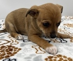 Small Photo #3 Jack Chi Puppy For Sale in SAINT AUGUSTINE, FL, USA