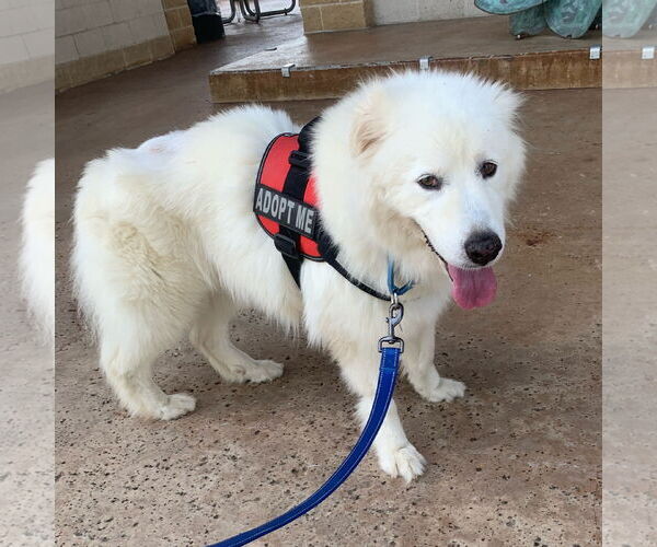 Medium Photo #2 Great Pyrenees Puppy For Sale in Dallas, TX, USA