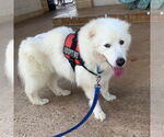 Small #1 Great Pyrenees