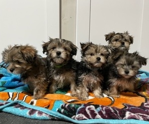 Morkie Puppy for sale in ELIZABETH CITY, NC, USA