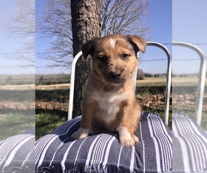 Australian Shepherd-German Shepherd Dog Mix Puppy for sale in DOSS, MO, USA