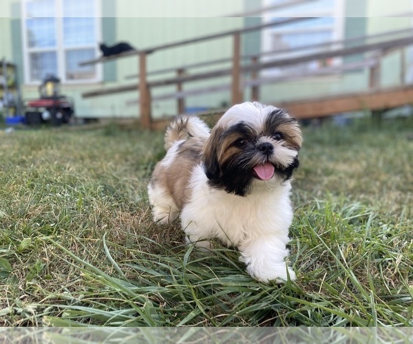 Medium Photo #1 Shih Tzu Puppy For Sale in VENETA, OR, USA