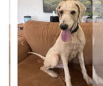 Small #1 Poodle (Standard)