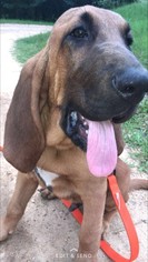 Bloodhound Puppy for sale in DEATSVILLE, AL, USA