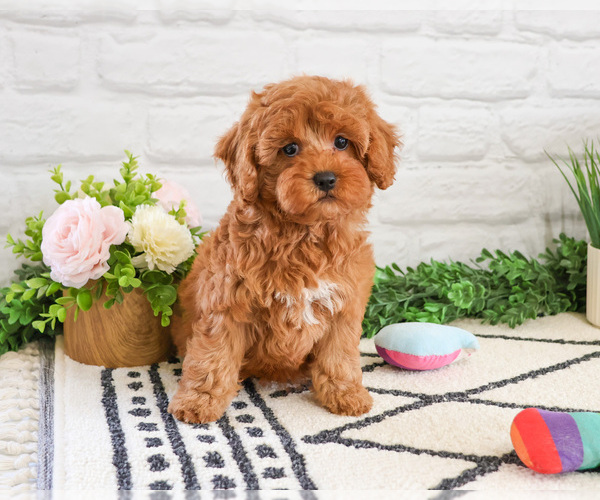Medium Photo #2 Cavapoo (Miniature) Puppy For Sale in SYRACUSE, IN, USA
