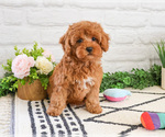 Small #1 Cavapoo (Miniature)