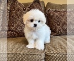 Teddy - Male Mal-Shi Puppy for Sale - Photo #3