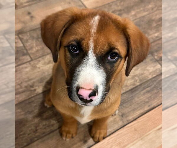 Medium Photo #1 Mutt Puppy For Sale in Laramie, WY, USA