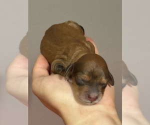 Bernedoodle (Miniature) Puppy for sale in LONGMONT, CO, USA