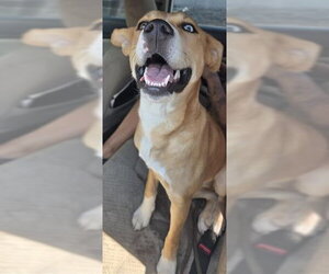 Mutt Dogs for adoption in San Antonio, TX, USA