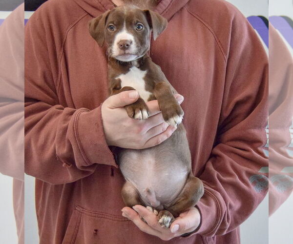 Medium Photo #3 Border Collie-Chocolate Labrador retriever Mix Puppy For Sale in Huntley, IL, USA