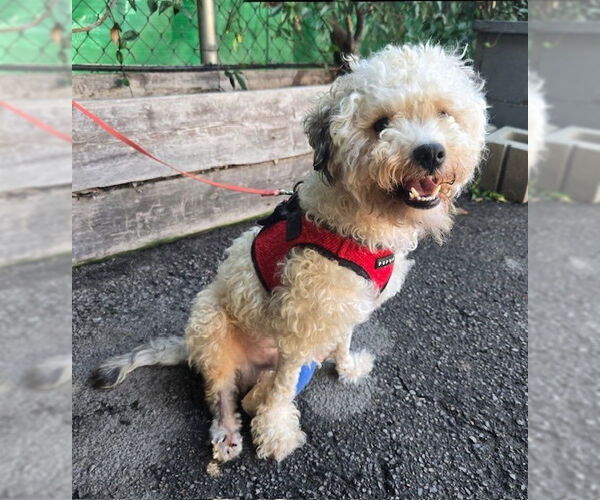 Medium Photo #2 Poodle (Standard) Puppy For Sale in W Hollywood, CA, USA