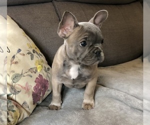 French Bulldog Puppy for sale in COLUMBUS, MI, USA