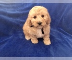 Small #39 Poodle (Toy)
