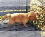 Small Photo #7 Golden Retriever Puppy For Sale in LEON, KS, USA