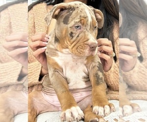 American Bully Puppy for sale in BROCKTON, MA, USA