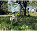 Small Photo #23 German Shepherd Dog Puppy For Sale in WASHINGTON, NJ, USA