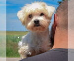 Small #3 Havanese