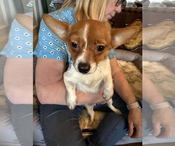 Medium Photo #2 Chihuahua-Unknown Mix Puppy For Sale in Holly Springs, NC, USA
