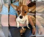 Small #1 Chihuahua Mix
