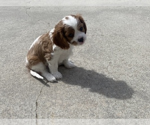 Cavalier King Charles Spaniel Puppy for sale in SANDY, UT, USA