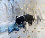 Small Photo #8 Boston Terrier Puppy For Sale in MONTVILLE, OH, USA
