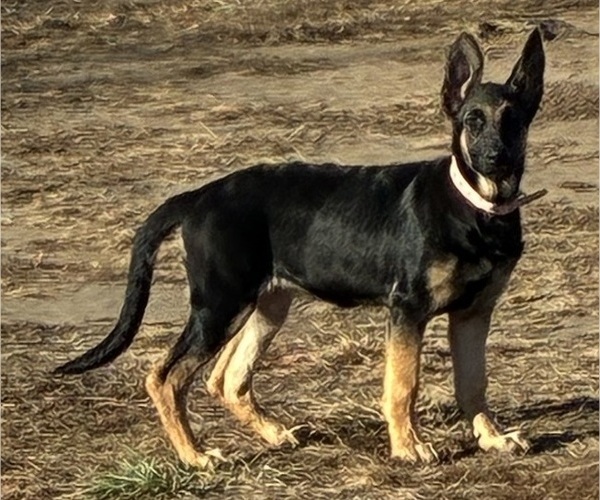 Medium Photo #1 German Shepherd Dog Puppy For Sale in FALL RIVER, KS, USA