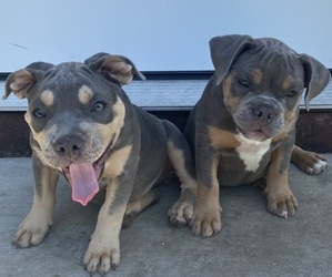 American Bully Puppy for sale in SAINT PAUL, MN, USA